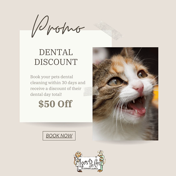 Dental-discount-promo