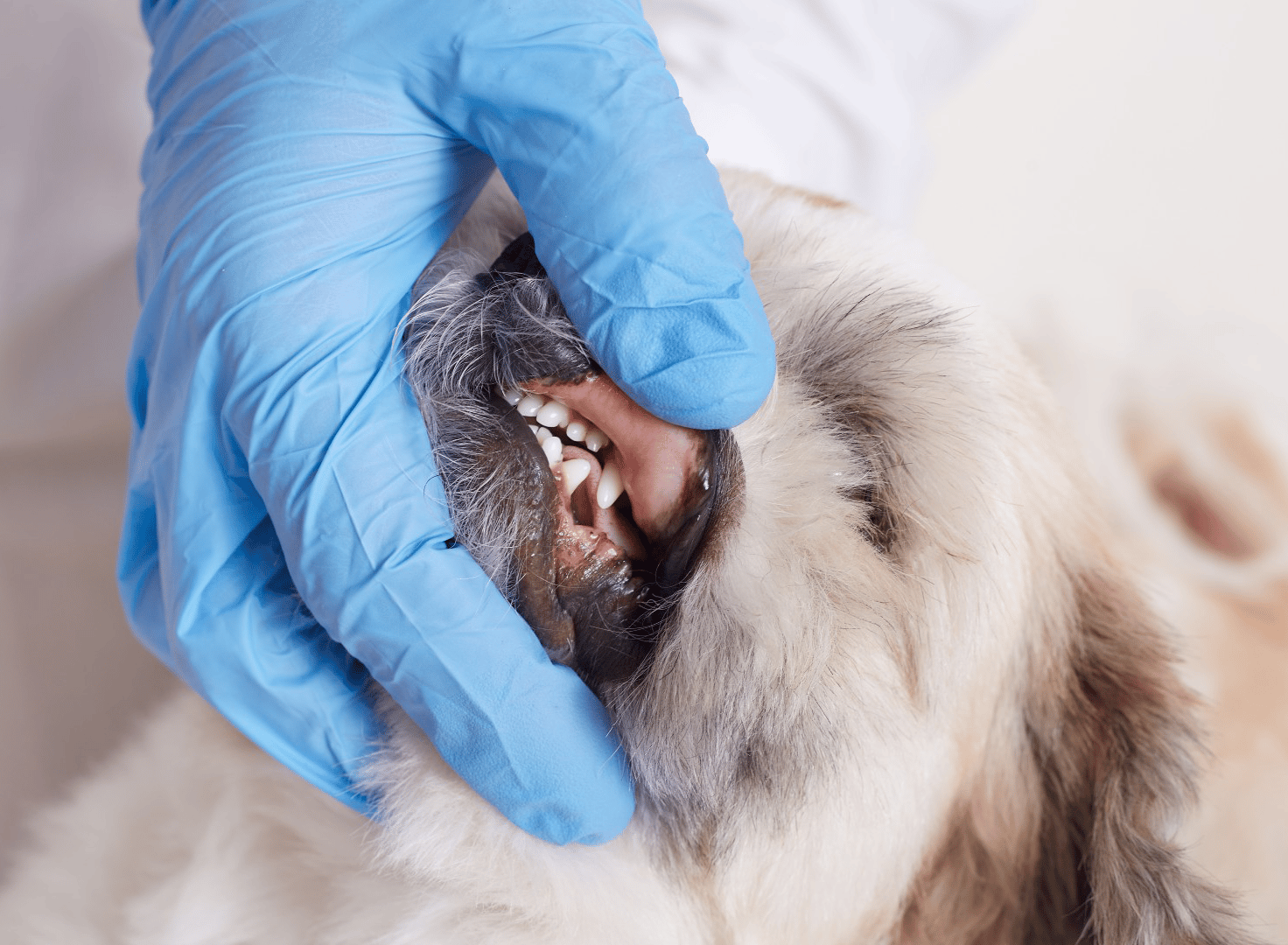 Dog-Ddental-Care-Page-Banner-cropped