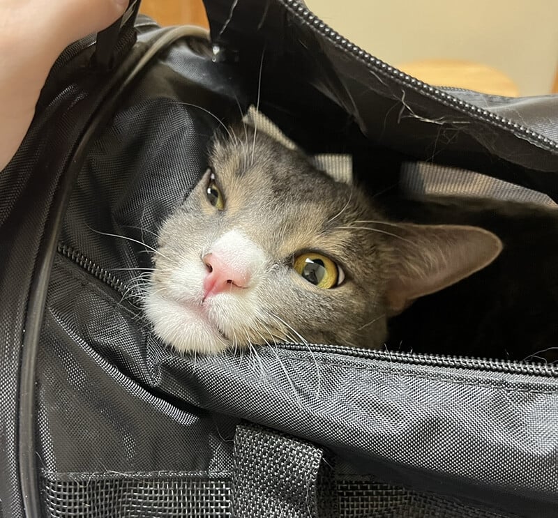 Cat's face in carrier