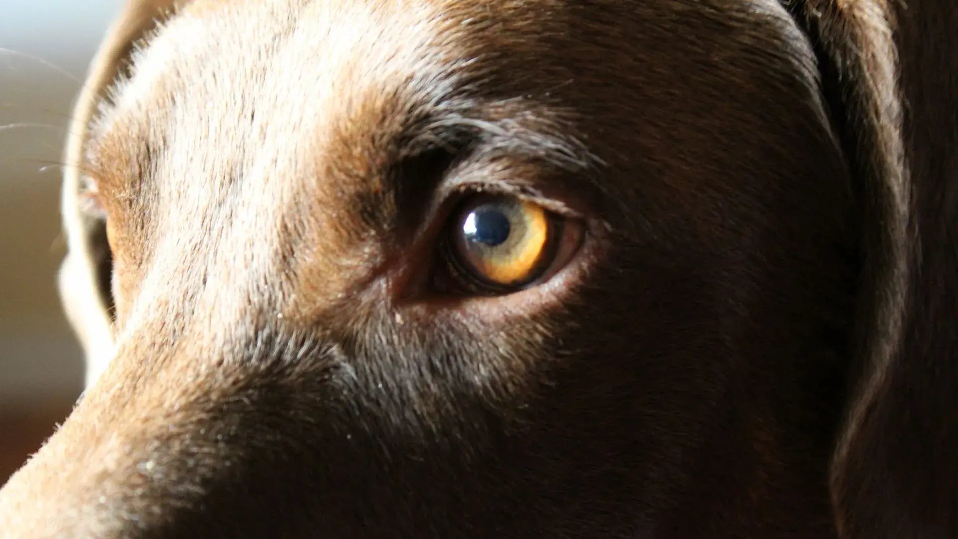 Pet-Eyes-jpg