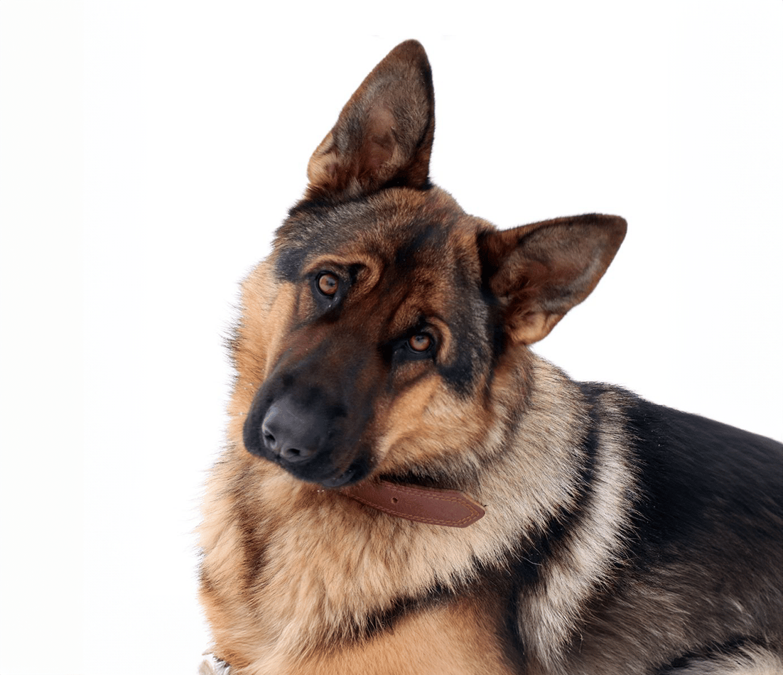Petdesk-wide