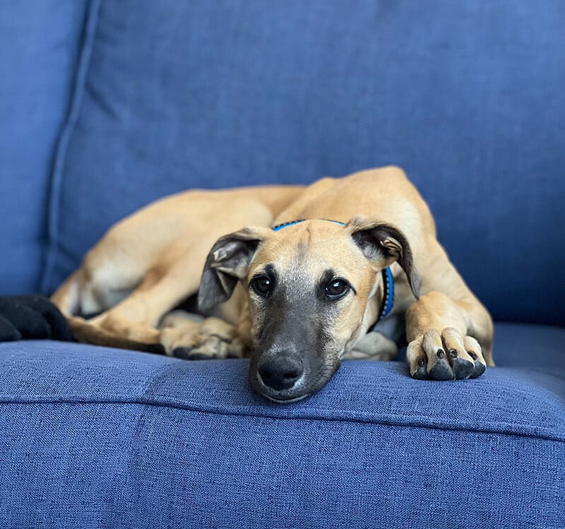 Tan dog with black snout lying on a blue sofa with its head down