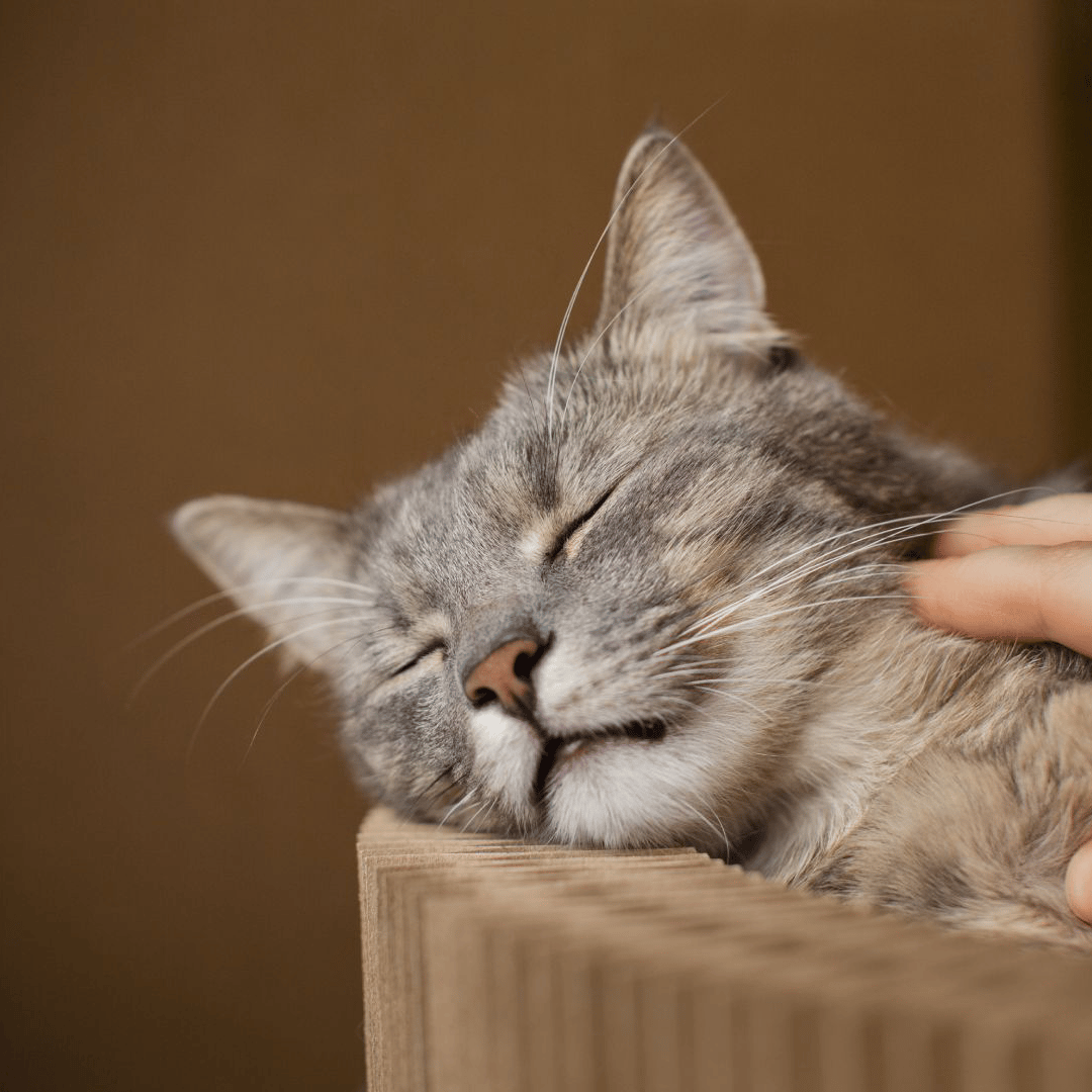 Sleeping-Cat