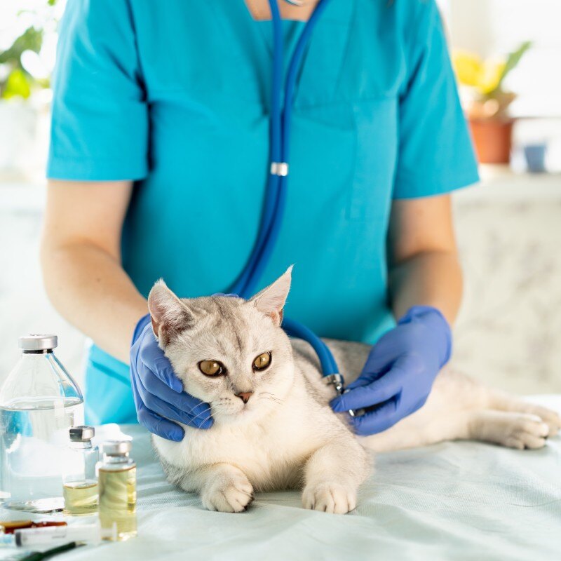 catwellness