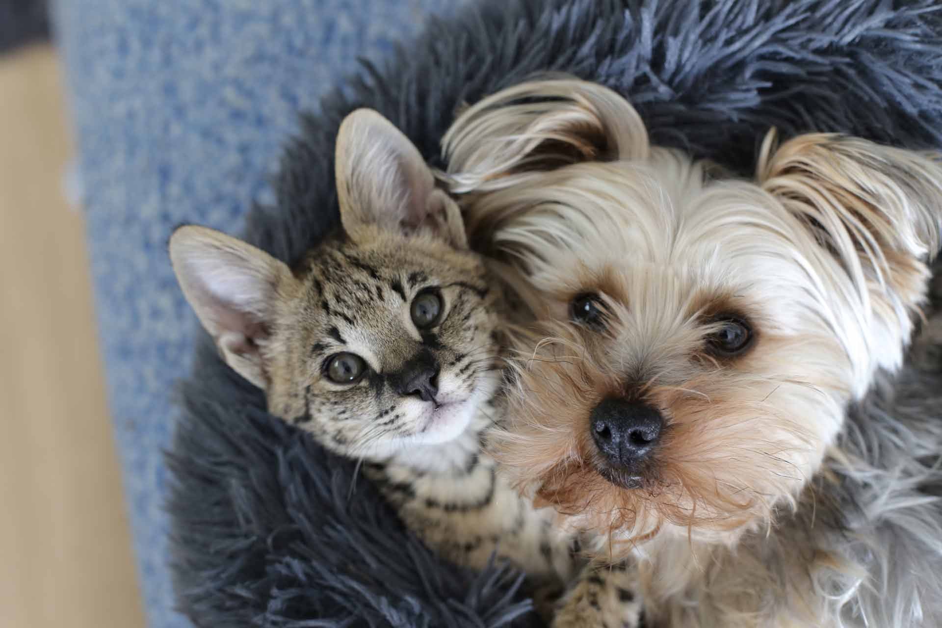 dog-and-cat-cuddling-on-rug-looking-at-camera