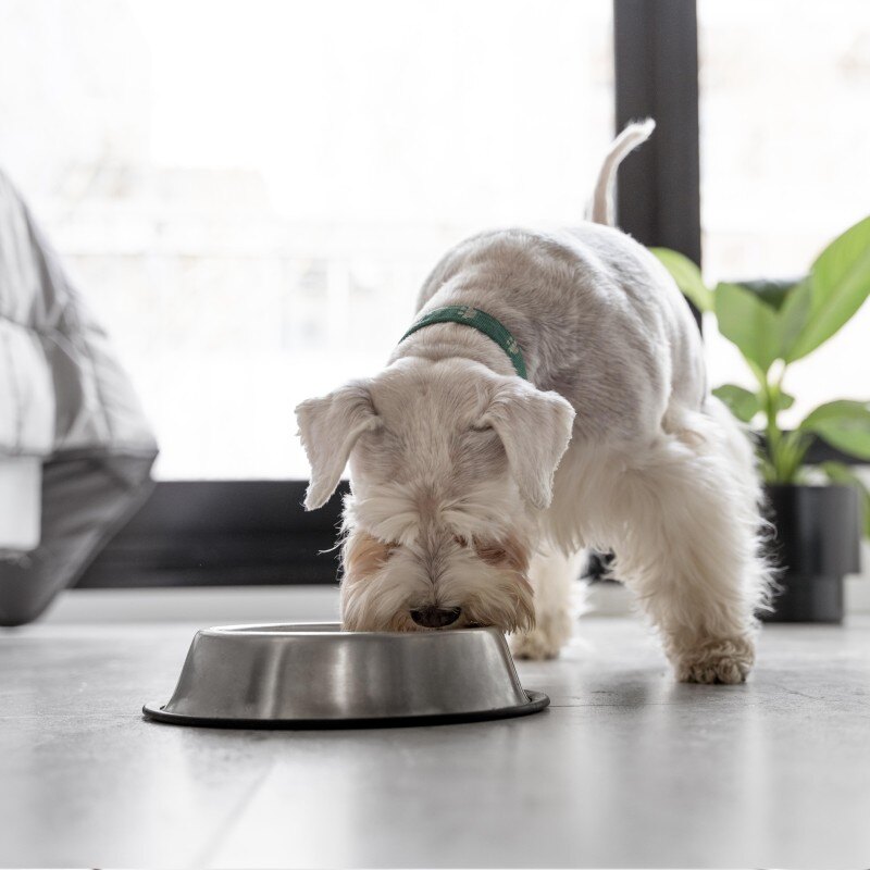 dognutrition