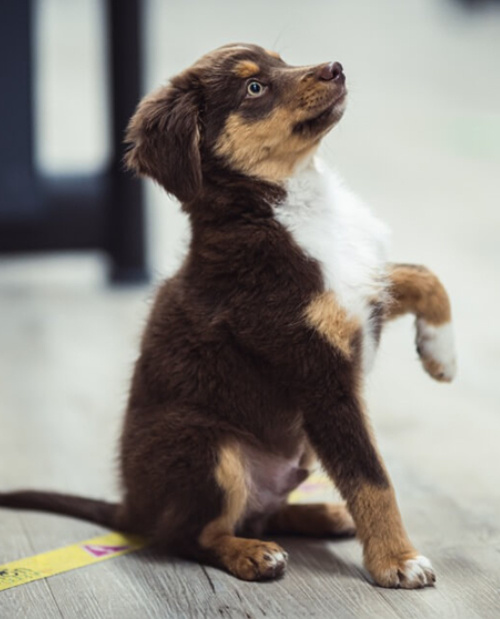 Puppy begging