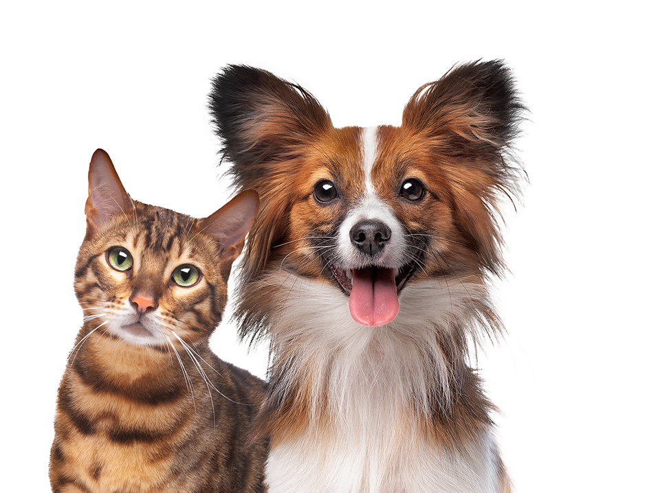 Cat and small dog