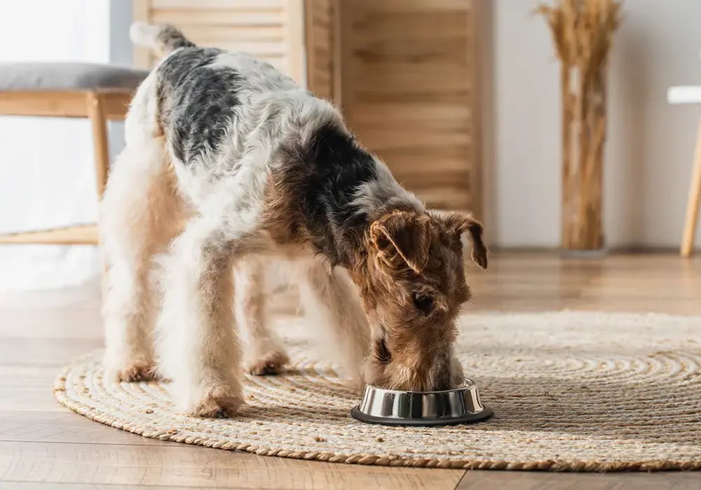 wirehaired fox terrier eating pet food from bowl on round rattan carpet