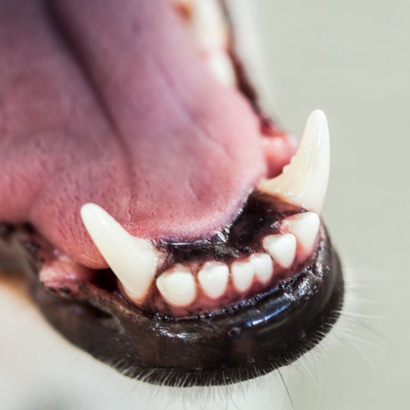 Close-up of dog's teeth